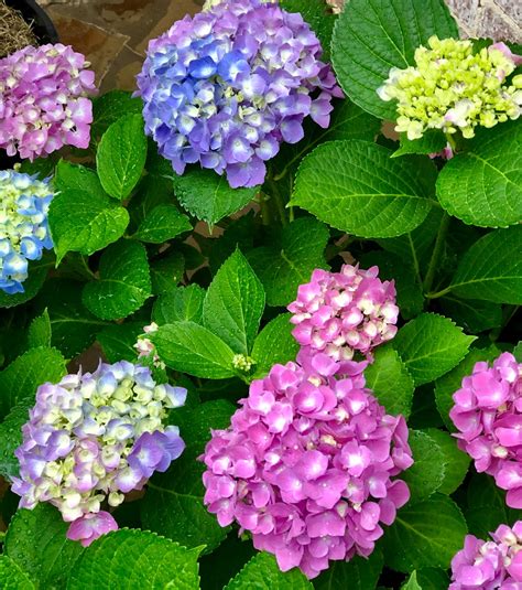17 Jul 2023 ... Hydrangeas may be just about everywhere, but these pretty flowers take a little bit of care to grow into the big blooms you know and love.